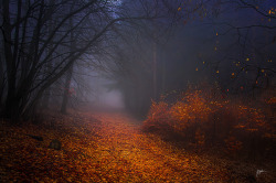 cuteautumn:  all year round autumn/halloween blog! 