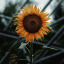 wallflowerwonderlust