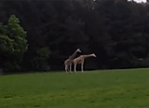 advice-animal:  I can’t remember the last time I laughed so hard…http://advice-animal.tumblr.com/