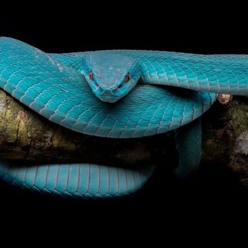 sixpenceee:  The trimeresurus albolabris insularis. Bites by this species can cause major local & systemic effects, including coagulopathy/bleeding. Urgently assess & admit all cases. Antivenom therapy is the key treatment, especially for coagulop