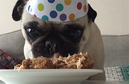 homerjaypug:  Busy eating on my special day! 