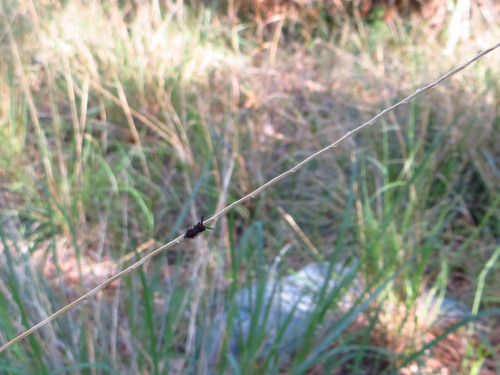 greyphitus:bowelfly:CHOMP SQUADowlfly larvae, Madera Canyon, AZ, 2014 oh my goodness they’re so teen