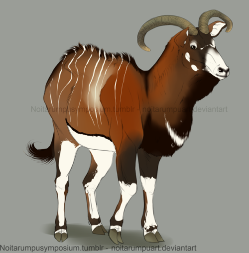 Bongo fused with mouflon