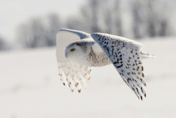 owlsandpolygons:Snowy Owl in Flight by Alex Thomson