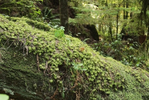 matchbox-mouse: Forest finds. Hiking in Cypress Falls, BC.