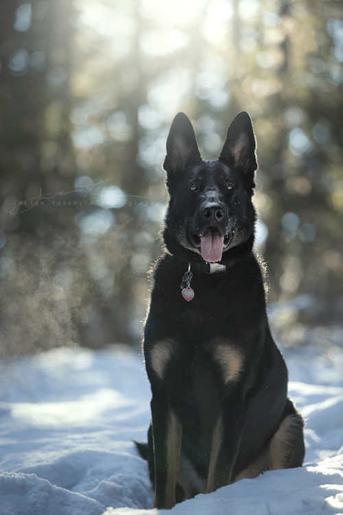 Year old german shepherd