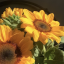 sunflowerphotodoesentpost