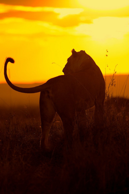 vurtual:  Little Governors Camp, Kenya (by Margot Raggett) 