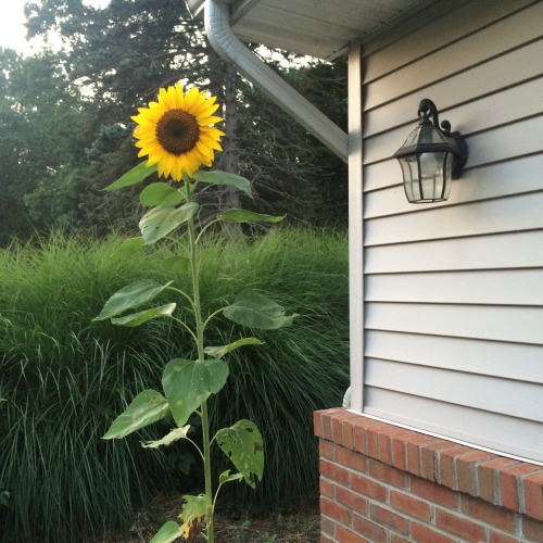 coralily:home grown sunflower that’s taller than me! 
