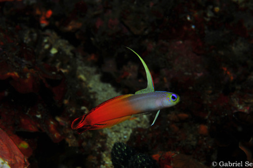 A fire goby, spotted in Anilao, Batangas, Philippines.