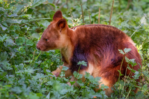 Tree-kangaroo