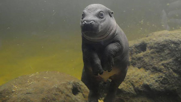 boredpanda:    Endangered Baby Pygmy Hippo Takes First Public Swim In Australia’s