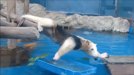 sizvideos:Anteater struggles to steal food from ducks (video)