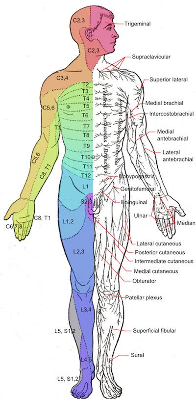 anonymousmd:  Sensory Dermatomes  Be careful not to confuse S1,S2 which is your