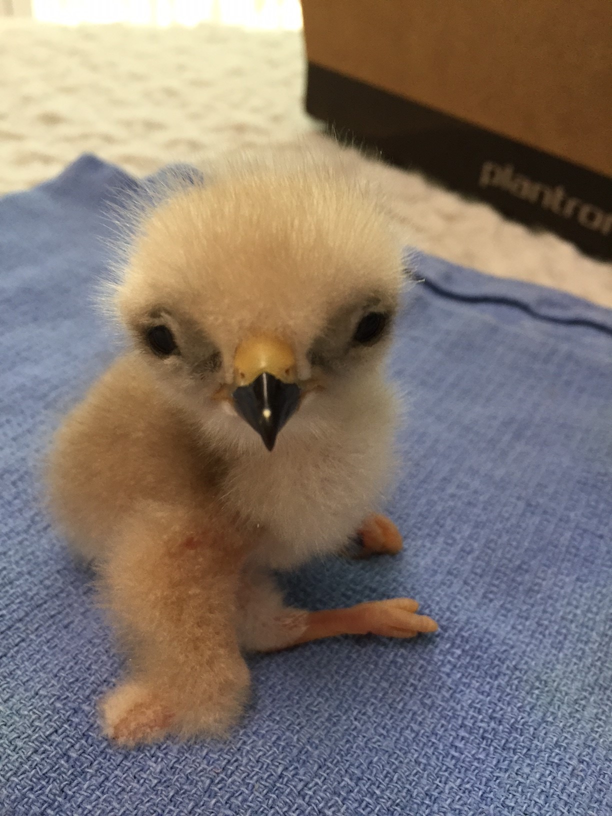 why-animals-do-the-thing: crc-rehab-blog: We admitted and re-nested our first red-shouldered