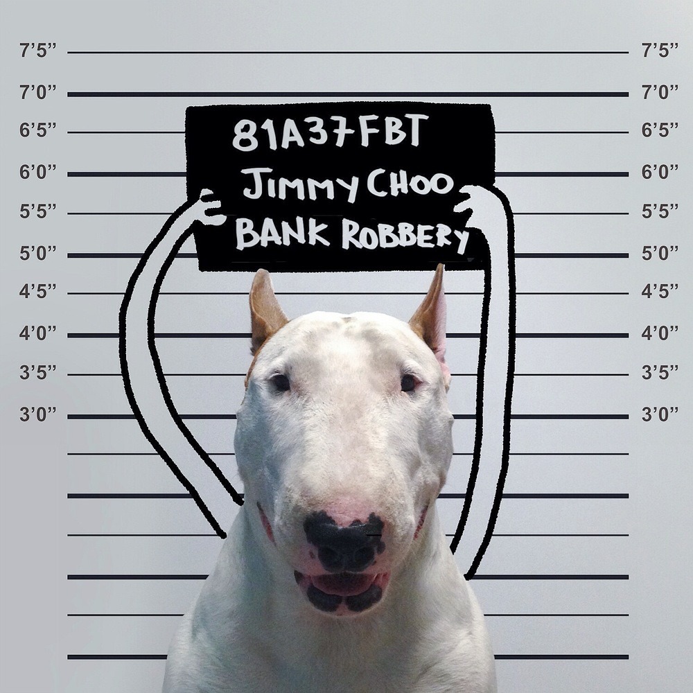 huffingtonpost:Dog Owner Draws His Bull Terrier Into The Kind Of Adventures A Dog