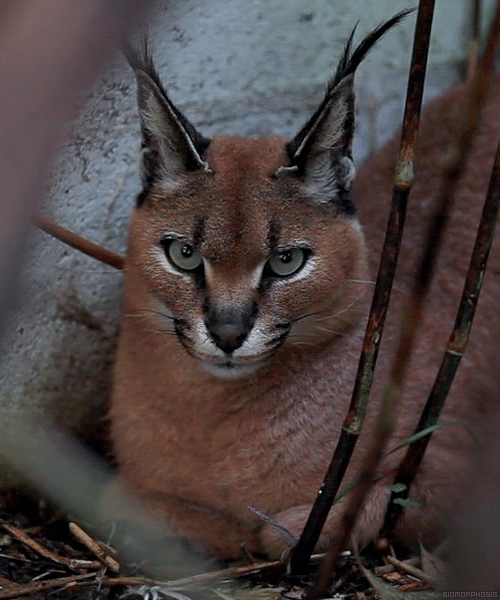 biomorphosis:Caracal also known as desert lynx, can survive for long periods without water. Their ea