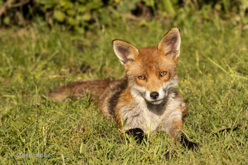 Red Fox (Vulpes vulpes) by PeterBrooksPhotography Sunbathing Red Fox flic.kr/p/2gcQDJy