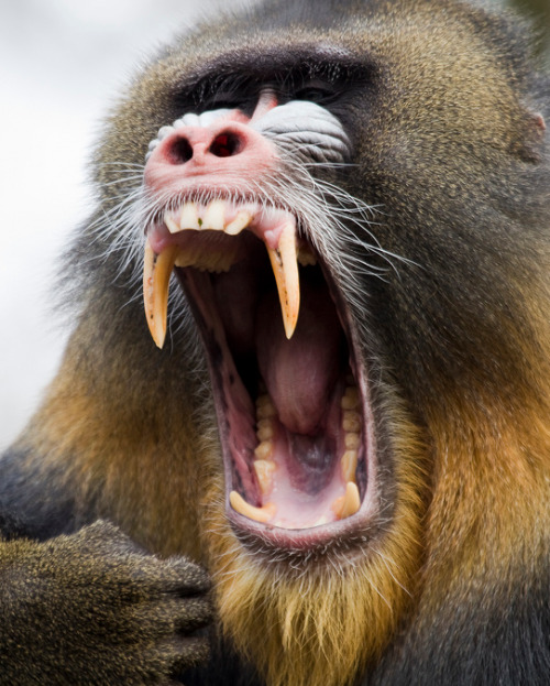 A mandrill&rsquo;s bared-teeth display is sometimes used in response to aggression, but it is also s