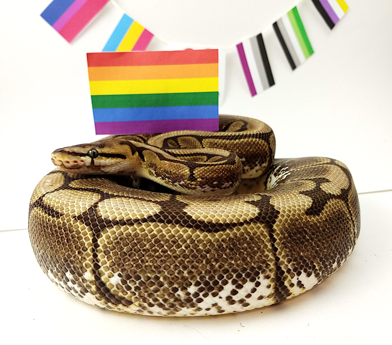 friendly-familiars:Dazzle wants to support gays with a friendly hug. Happy Pride