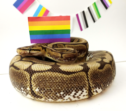 friendly-familiars:Dazzle wants to support gays with a friendly hug. Happy Pride everyone!