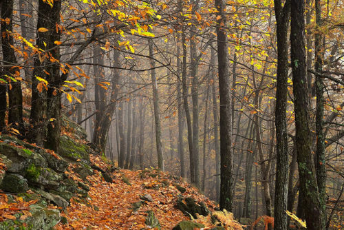 Bosco d'autunno by _DaleOne_ on Flickr.