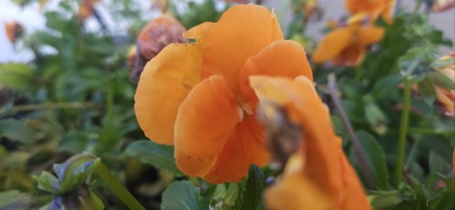 And Some Other Assorted Plants N Stuuufff