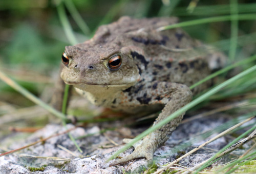 A common toad (Bufo bufo) /padda.