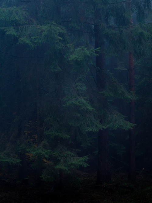Früh am Morgen im Wald by Felix Wesch