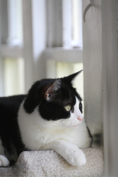 mischiefandmay:Watching the world go by