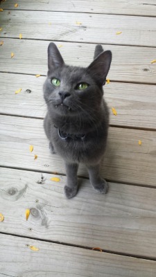 fantasticcatadventures:  A cat that came to visit us today that I named Spooky