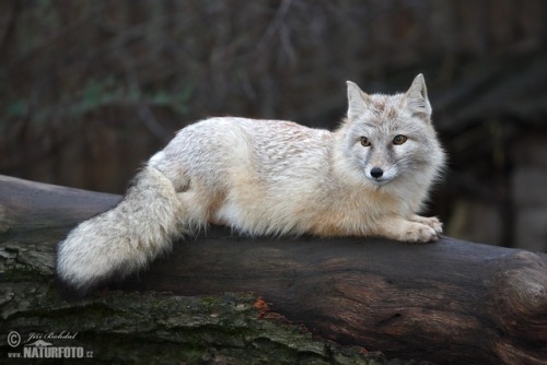 Porn everythingfox:  This is a Corsac foxPhoto photos