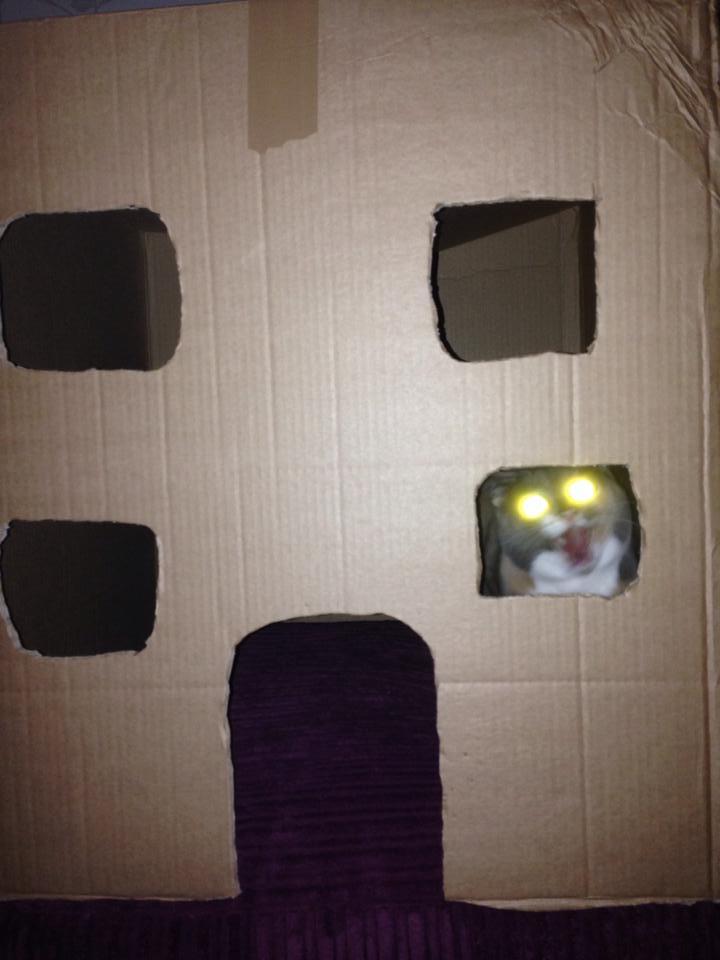 derpycats:  My cat loves her new house  