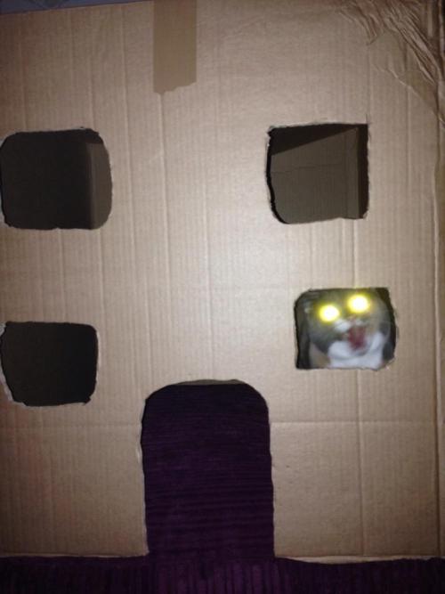 derpycats:  My cat loves her new house  