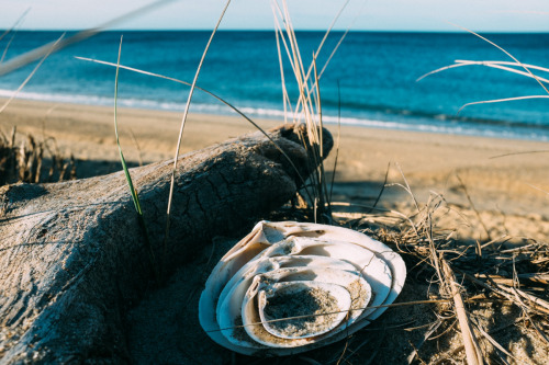 Seashells nesting on the Cape Code Seashore. September 2015. 