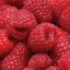 raspberry-dreams