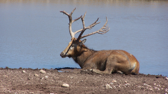 underappreciated deer species