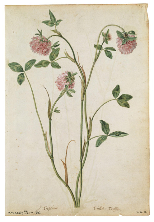heaveninawildflower:Red Clover (circa 1575) by Jacques Le Moyne de Morgue (1533 - 1588).Watercolour 