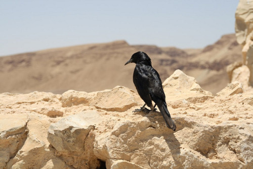 witch-of-the-diaspora: Pictured above is one of the ravens of Masada, in Israel. Today is Tisha B&rs