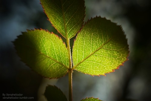 ~ Permeating Light ~Spring 2018 (April)Nikon D5300 w/ Nikon AF-P NIKKOR 18-55mm lenseKenko Extension