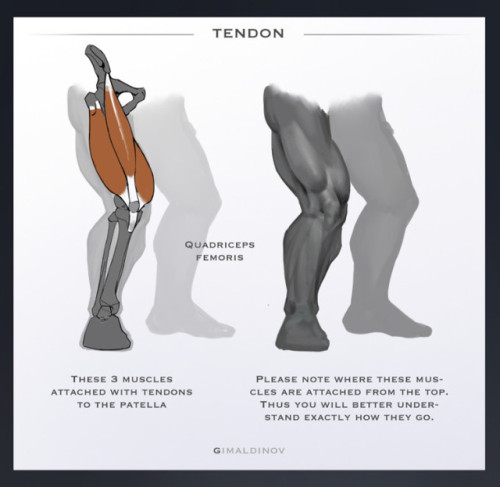 drawingden:Leg Anatomy Tips by Arthur Gimaldinov