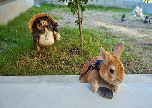 thefingerfuckingfemalefury:  the-awesome-quotes:    This Bunny Understands Short People Problems   Me as a bun…
