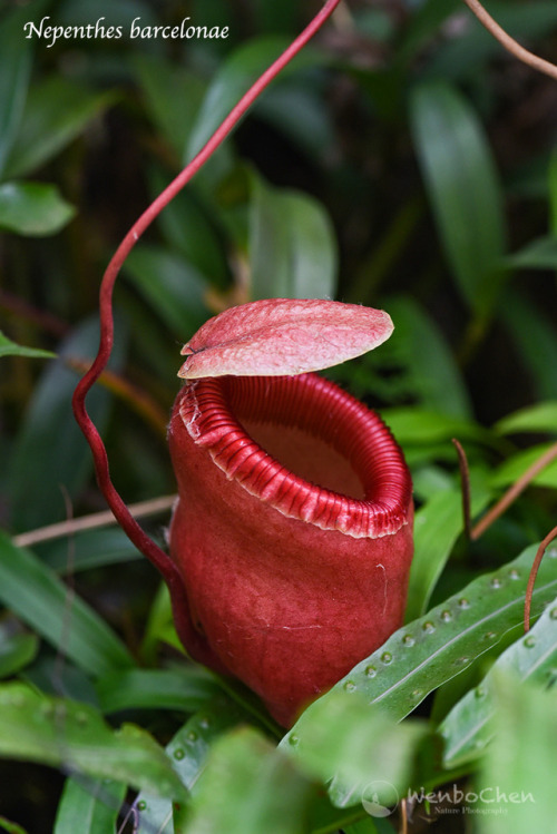 wenbochenphoto:Nepenthes barcelonae. This species was only discovered in 2014, in the Aurora Provinc