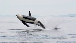 keikoisbetterthanyou:    Blackberry J27 breaching in the Strait of Georgia, May 31, 2015Photo by Ashley Keegan (x)