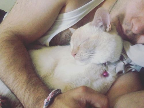 #catlovers #petlovers #catsofinstagram #lyingdown https://www.instagram.com/p/CMxsHOHHqQ9xDNw_4B5_j