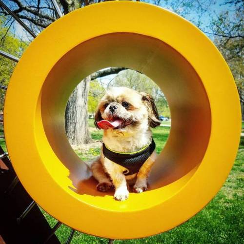 #dog #pet #shihtzu #petstagram #dogstagram #dogofinstagram #yellow #circle #sculpture #sunshine #sun