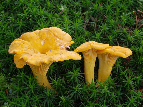 What Shroom Would Survivor Or Monk Be?