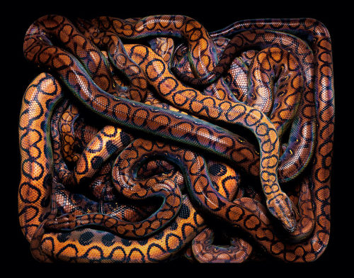 brainalize:  Snakes in squares by Guido Mocafico. 