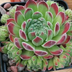 weareflawed-butbeautiful:  One of the beauties I got today 😍🌱 #succulent #succulove