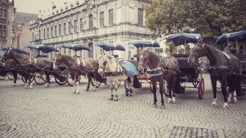 The horses of Bruges I just want to make friends with all of them!